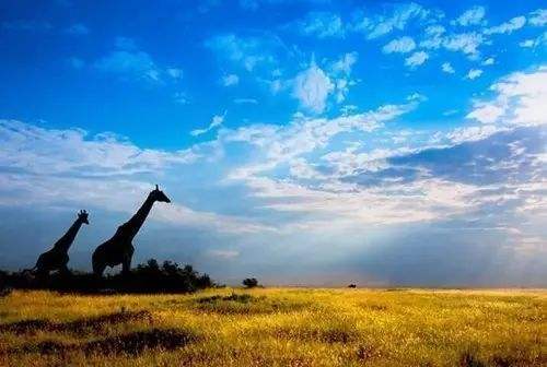 {易七現金網}(上海到肯尼亚机票价格)